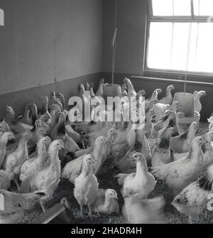 1950s, historisch, eine Brut von Hühnern in Innenräumen auf einer Geflügelfarm, England, Großbritannien. Stockfoto