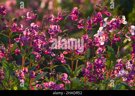 Himalayan Balsam, (Impatiens glandurifera), blühfest, Niedersachsen, Deutschland Stockfoto