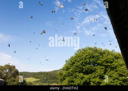 Common House Martin, (Delichon urbicum), Herde, die vor dem mit ihren Nestern besiedelten Gebäude fliegt, Niedersachsen, Deutschland Stockfoto