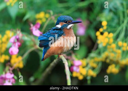 Gemeiner Eisvögel (Alcedo atthis) Männchen thront auf einem Zweig, neben dem Fluss, Niedersachsen, Deutschland Stockfoto