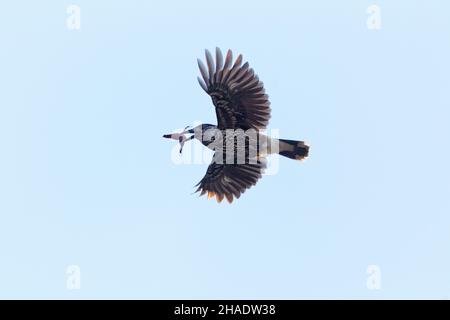 Gefleckter Nussknacker, (Nucifraga caryocatactes), im Flug mit Haselnuss im Schnabel, Herbstzeit, Niedersachsen, Deutschland Stockfoto