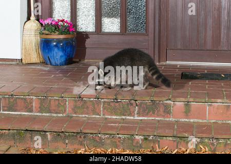 Waschbär, (Procyon lotor), auf der Haustreppe auf Nahrungssuche, nachts, Niedersachsen, Deutschland Stockfoto