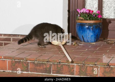 Waschbär, (Procyon lotor), begutachtender Besen, auf der Haustreppe, nachts, Niedersachsen, Deutschland Stockfoto