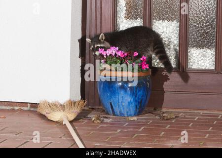 Waschbär, (Procyon lotor), auf der Haustreppe, nachts, Niedersachsen, Deutschland, auf der Suche nach Nahrung Stockfoto