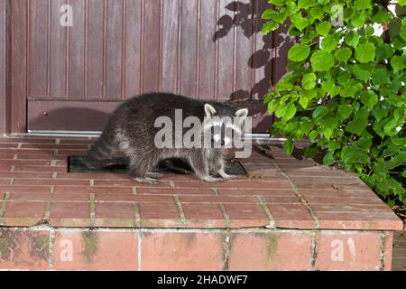 Waschbär, (Procyon lotor), auf der Haustreppe auf Nahrungssuche, nachts, Niedersachsen, Deutschland Stockfoto