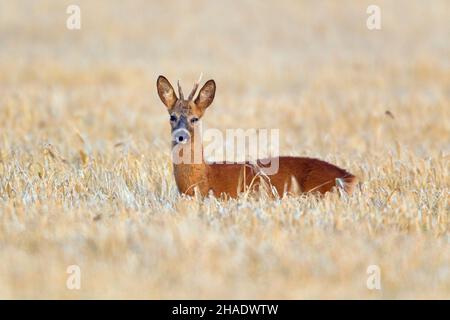 Reh, (Capreolus capreolus), Bock, wachsam, stehend in der Getreideernte, Niedersachsen, Deutschland Stockfoto