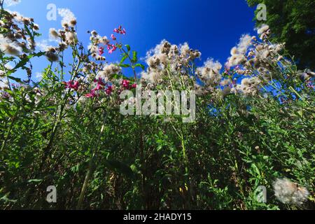 Distel, (Cirsium vulgare), zeigt Blumen und Samenköpfe, Niedersachsen, Deutschland Stockfoto