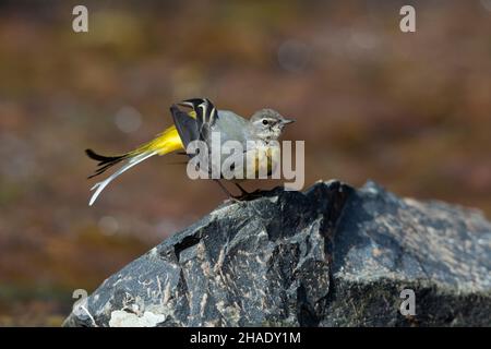 Graue Bachstelze (Motacilla cinerea), erwachsenes Weibchen, das sich selbst aufreizt, auf Stein im Bach, Niedersachsen, Deutschland Stockfoto