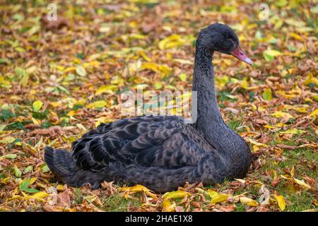 Schwarzer Schwan (Cygnus atratus) auf der mit Herbstblättern bedeckten Wiese, Familie: Anatidae, Heimatregion: Australien. Stockfoto