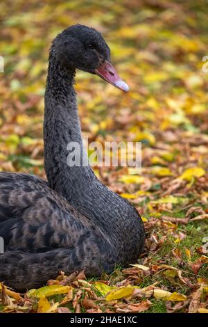 Porträt des schwarzen Schwans (Cygnus atratus) auf der mit Herbstblättern bedeckten Wiese, Familie: Anatidae, Heimatregion: Australien. Stockfoto