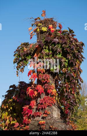 Altes Steinkreuz mit Kletterpflanzen bedeckt, im Herbst Creepers, kaum sichtbar. Stockfoto