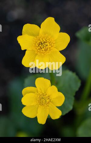 Caltha palustris - Sumpf-Ringelblume oder Königskugel gelbe Blume, mehrjährige krautige Pflanze der Familie der Butterblume Ranunculaceae. Stockfoto