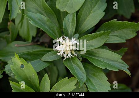 Pachysandra terminalis, die japanische Pachysandra, Teppichkachtel oder japanischer Spurge, blühende Pflanze in der Buchsbaumfamilie Buxaceae, beheimatet in: Japan, Kor Stockfoto