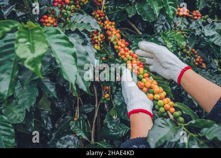 Kaffeebaum mit Kaffeebohnen auf Kaffeeplantage, wie man Kaffeebohnen erntet. Arbeiter ernten arabica-Kaffeebohnen. Stockfoto