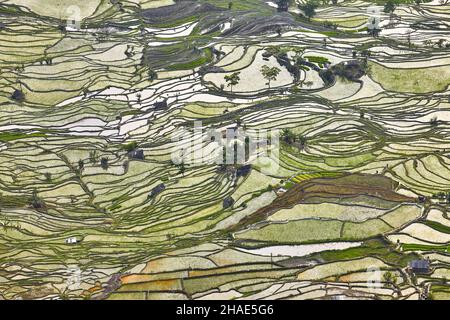 China, Yunnan, Yuanyang. Schöne abstrakte Muster von Terrassen mit Wasser während der Reispflanzung im Frühjahr gefüllt. Stockfoto