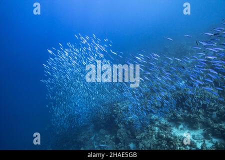 Meereslandschaft mit Fischschule, Boga Fisch im Korallenriff der Karibik, Curacao Stockfoto