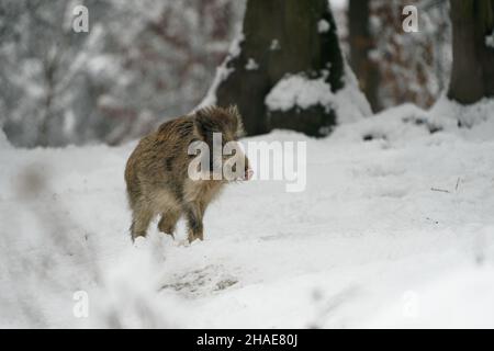 Eurasisches Wildschwein - Sus scrofa auch Wildschwein, gemeines Wildschwein, eurasisches Wildschwein, das in vielen Teilen Eurasiens und Nordafrikas heimisch ist, auf dem frischen Whi Stockfoto