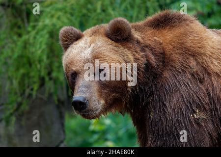 Braunbär - Ursus arctos ist ein großer Bär, der in ganz Eurasien und Nordamerika gefunden wird, in Amerika werden Grizzlybären genannt, in Alaska ist als der Kodiak bekannt Stockfoto