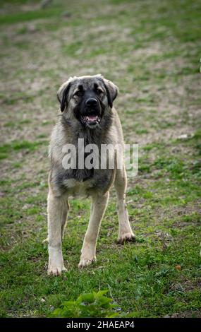 Eine Nahaufnahme des vertikalen Portraits eines wunderschönen flauschigen anatolischen Hundes eines Schäfers, der im Grasfeld steht Stockfoto