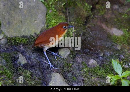 Gelbbrustantpitta (Grallaria flavotincta) Stockfoto