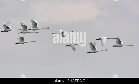 Große Schar stummer Schwäne (cygnus olor), die am wolkigen Himmel zusammenfliegen Stockfoto