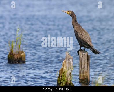 Großer Kormoran (Phalacrocorax carbo), der auf einem trockenen Stumpf im blauen Wasserfluss posiert Stockfoto