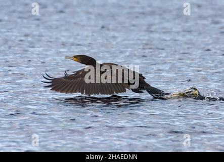 Großer Kormoran (Phalacrocorax carbo), der aus dem Wasser eines kleinen Flusses abzieht Stockfoto