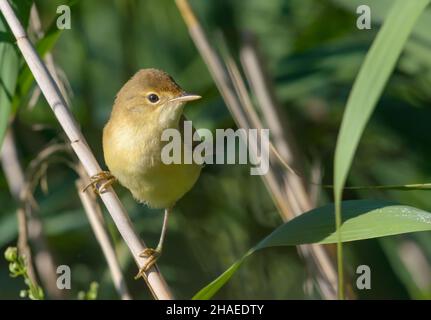 Junger Marschsänger (Acrocephalus palustris), der auf Schilfstielen in Büschen thront Stockfoto