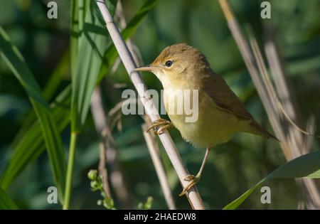 Junger Marschsänger (Acrocephalus palustris), der auf Schilfstielen in Büschen posiert Stockfoto