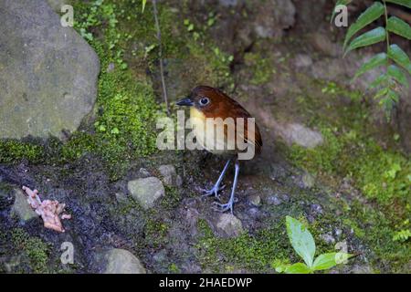 Gelbbrustantpitta (Grallaria flavotincta) Stockfoto