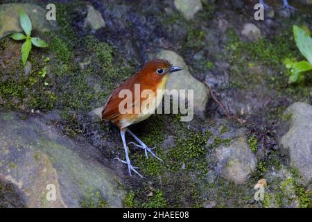 Gelbbrustantpitta (Grallaria flavotincta) Stockfoto