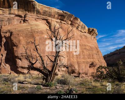 Dead Juniper, D4 Loop Trail, Fruita Front Country, McInnis Canyons National Conservation Area in der Nähe von Fruita, Colorado. Stockfoto