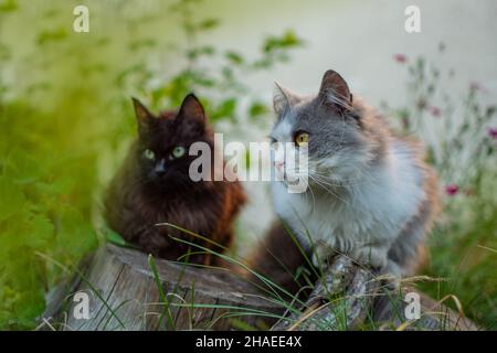 Zwei Katzen im Garten. Schwarze und graue Katzen riechen die Blume in einem farbenfrohen blühenden Garten. Zwei Katzen ruhen im Garten Stockfoto
