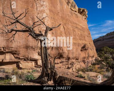 Dead Juniper, D4 Loop Trail, Fruita Front Country, McInnis Canyons National Conservation Area in der Nähe von Fruita, Colorado. Stockfoto