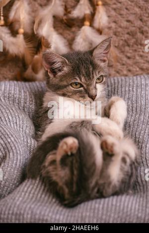 Fauler Katzenschlaf in weichem, gemütlichem Bett. Schlafende lustige Katze. Faule Katze, die sich auf einer pelzigen Decke entspannt. Stockfoto