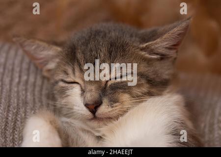 Graues und weißes, ungesüßtes Kätzchen ruht. Graue Katze, die an einem Wintertag im Haus schläft. Stockfoto