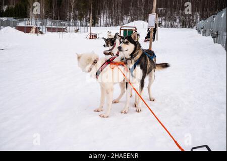 Husky Hund im Schnee Wunderland. Nahaufnahme einer hübschen Frau in farbenfroher Kleidung, die ihren Husky Dog im Winterpark umarmt. Alaskan Malamute, im Freien Stockfoto