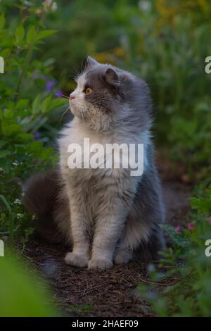 Katze auf dem Gartenweg. Kätzchen, die in den blühenden Blumen in einem Garten sitzen. Grau flauschige Katze sitzt in Blumen. Katze auf dem Fußweg. Stockfoto