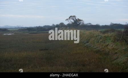 Pagham Hafen Naturschutzgebiet bei Ebbe mit Sumpfpflanzen. Stockfoto