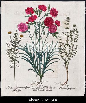 Nelke, Southernwood, Katzenthymian; Caryophyllus, Arbrotanum, MARUM – Kunst von Basilius Besler (1561–1629) Stockfoto