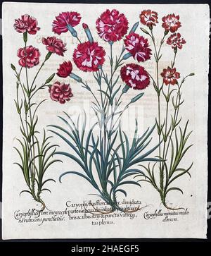 Nelke; Caryophyllus – Kunst von Basilius Besler (1561–1629) Stockfoto