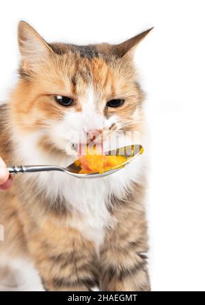 Katze, die Squash-Püree aus einem Löffel isst. Nahaufnahme eines weiblichen Torbie oder einer Calico-Katze, die leckt, wobei die Zunge aus dem hausgemachten Winter-Squash-Püree herausragt. Selektiv Stockfoto