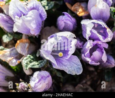 Mandragora autumnalis, auch bekannt als Mandrake oder Herbstmandrake, wird von einigen Quellen jedoch als eigenständige Art vom Mandragora officinarum anerkannt Stockfoto