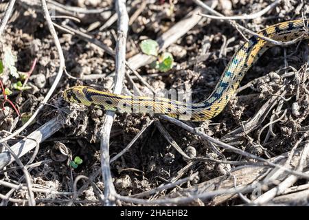 Grüne Peitschenschlange oder westliche Peitschenschlange (Hierophis viridiflavus), Schlangenart aus der Familie Colubridae in ihrem Lebensraum Stockfoto