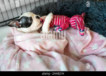 Boston Terrier Welpe in einer Kiste in einer Decke gewickelt und kaut ein weiches rosa Spielzeug. Stockfoto