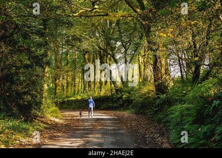 Schöne alte Bäume entlang einer Landstraße, wo ein Mann seinen Hund läuft. Das Herbstsonnenlicht scheint durch die Bäume. Stockfoto