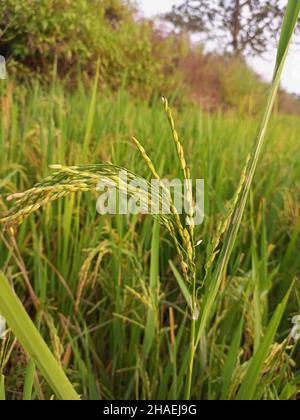 Der Weizen pflanzt auf einem Feld Stockfoto