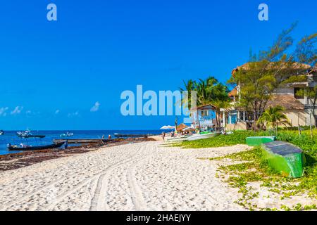 Playa del Carmen Mexiko 05. August 2021 Viele sehr ekelhafte rote Algen Sargazo im Resort am tropischen mexikanischen Strand in Playa del Carmen Mexiko. Stockfoto