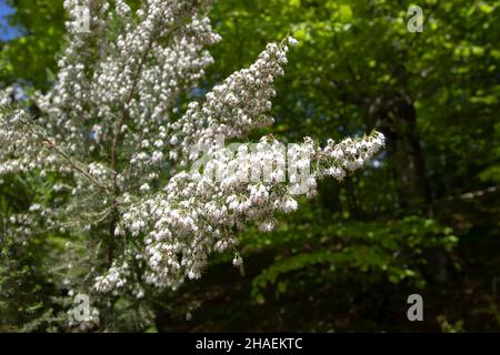 Erica lusitanica Rudolphi oder portugiesische Heide oder spanische Heide blühen im Buchenwald Montegrande in der Teverga, Asturien, Spanien. Pflanze der fam Stockfoto