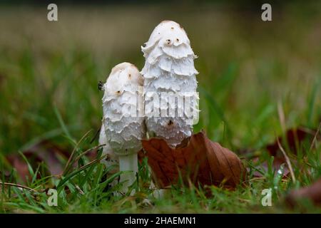 Shaggy Inkcap oder die Perücke des Anwalts, Cocrinus comatus. Stockfoto